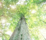 森林が果たす役割　１．フジモクが日本の木を使った家を建てることの意味