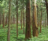 森林が果たす役割　２．フジモクが日本の木を使った家を建てることの意味