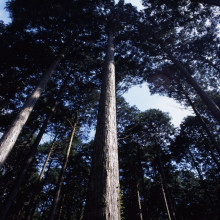 木にこだわる理由 / フジモクの家