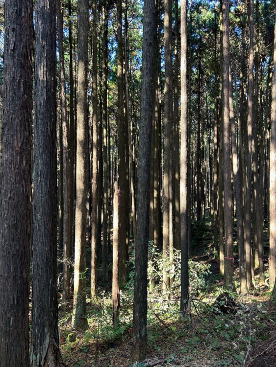 毎年恒例の「フジモクの家森林バスツアー」を開催しました/富士・富士宮・三島フジモクの家